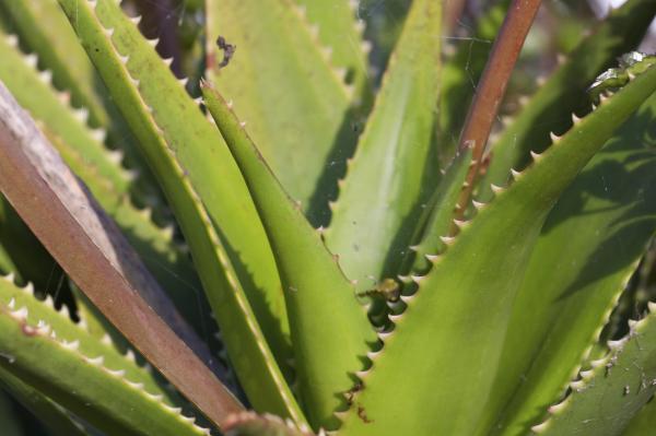 Aloe vera kissoille, joilla on leukemia - Aloe vera parantaa leukemiaa sairastavan kissan elämänlaatua