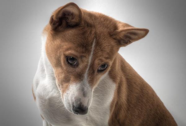 Luettelo vähiten haukkuneista koirista - basenji