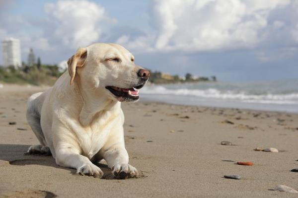 Luettelo vähiten haukkuvista koirista - labradorinnoutaja