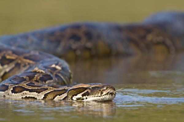 Maailman 10 suurinta eläintä - Anaconda