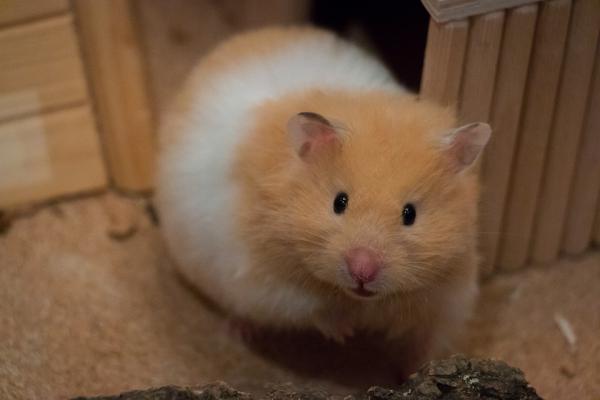 Opieka nad ciężarnym chomikiem - objawy ciąży u chomika