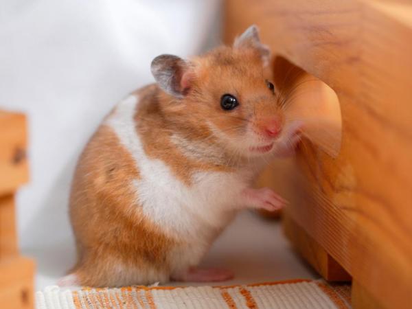 10 stressin oireita hamstereissa