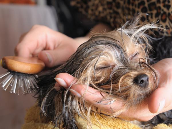 Kuinka leikata koiran hiukset kotona?  - Vaiheet koiran hiusten leikkaamiseksi kotona