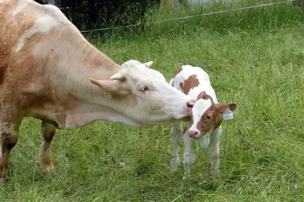 Yleiset nautaeläintaudit - Naudan sairauksiin kuuluvat lehmien synnytyksen jälkeiset ongelmat