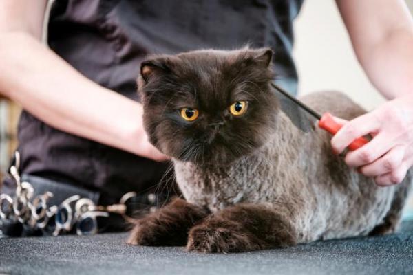 Kuinka leikata kissan hiukset kotona - Vaihe 5