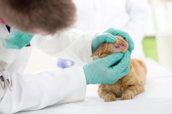 Stomatiitti kissoilla - Oireet ja hoito - Stomatiitin hoito kissoilla