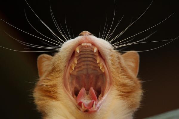 Stomatiitti kissoilla - oireet ja hoito - Mikä on stomatiitti kissoilla?