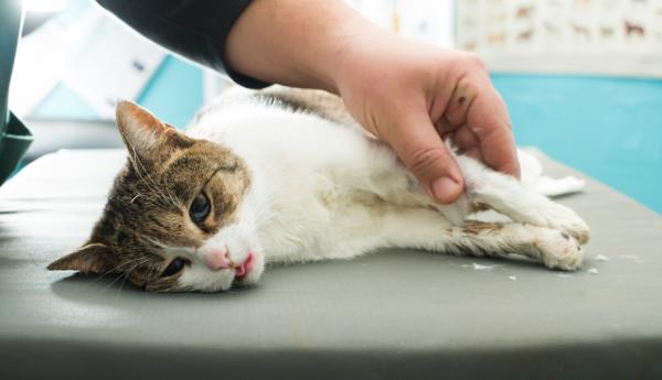 Kuume kissoilla - Syyt, oireet ja miten sitä voidaan alentaa - Kuinka alentaa kissan kuumetta?  - Hoito