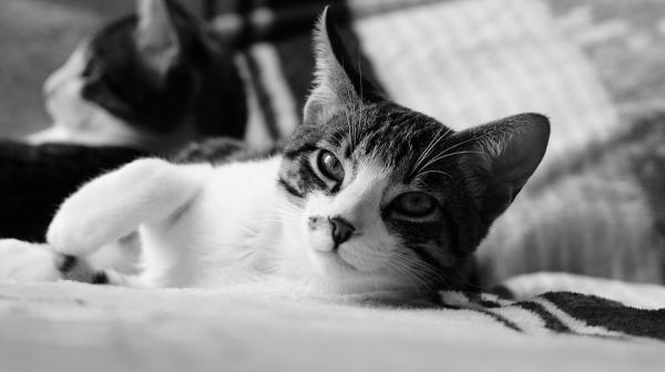 Bordetella kissoilla - oireet ja hoito - Mitkä ovat Bordetellan oireet kissoilla?