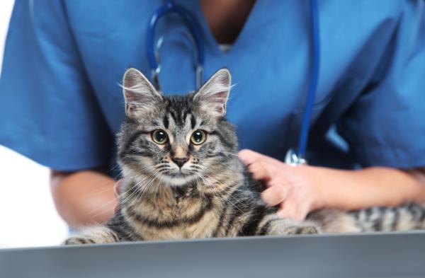 Kissan hypertrofinen kardiomyopatia - Oireet ja hoito - Diagnoosi