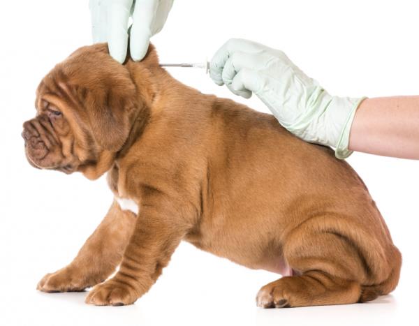 Bordetella koirilla - Oireet ja hoito - Koiran Bordetella -rokote 