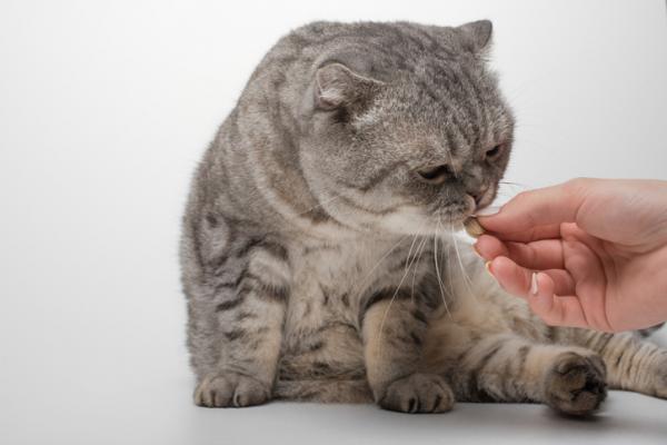 Lonkkadysplasia kissoilla - Oireet ja hoito - Lonkkadysplasian hoito kissoilla