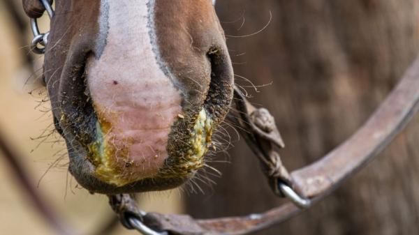 Hevosinfluenssa - Oireet ja hoito - Mikä on hevosinfluenssa?