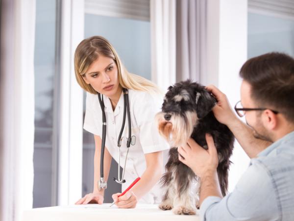 Kuume koirilla - syyt, oireet ja hoito - kuume ehkäisy koirilla 