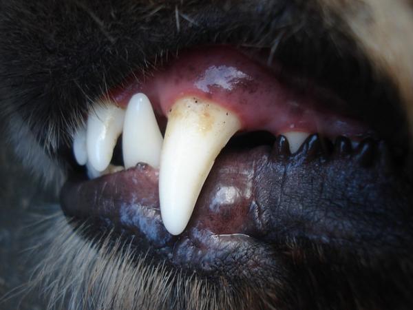 Hampaiden reikiintyminen koirilla - Syyt, oireet ja hoito - Hampaiden reikiintyminen koirilla