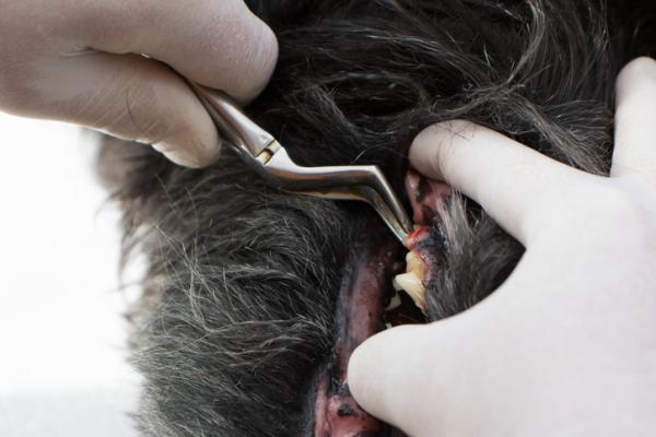 Hampaiden reikiintyminen koirilla - Syyt, oireet ja hoito - Kuinka poistaa ontelot koirilla