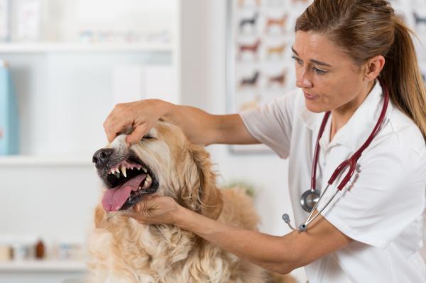 Hampaiden reikiintyminen koirilla - Syyt, oireet ja hoito - Kuinka havaita ontelot koirilla? 