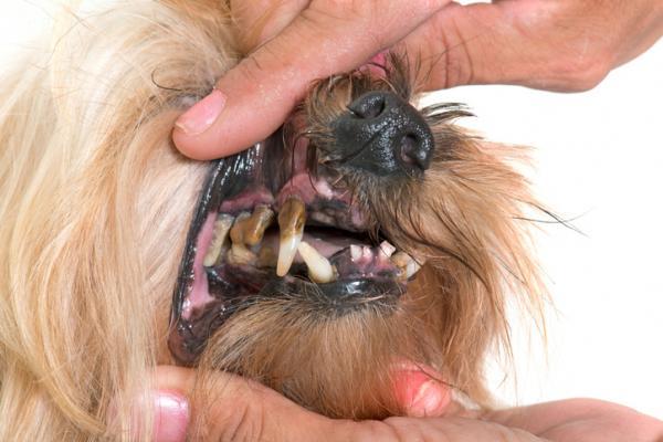 Hampaiden reikiintyminen koirilla - syyt, oireet ja hoito - hampaiden reikiintymisen oireet koirilla