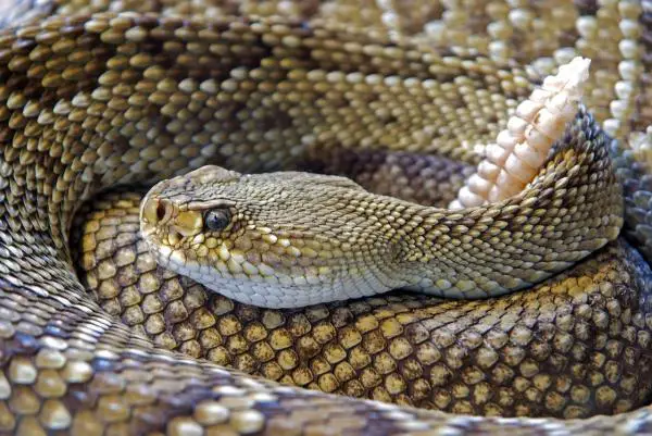 Rattlesnake -ruokinta - miten Rattlesnake metsästää?