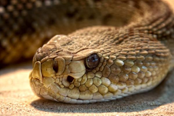 Rattlesnake ruokinta - Rattlesnake Habitat