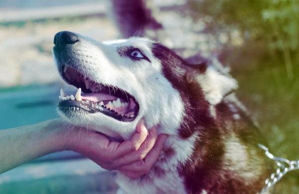 Siperian husky hiustenlähtö - kaksinkertainen hiustenlähtö