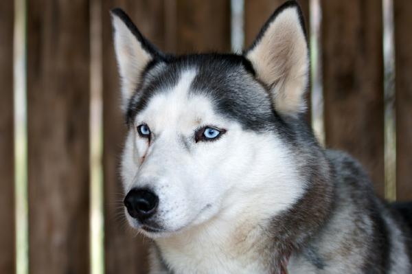 Siperian husky hiustenlähtö - kuuma Siperian kesä on tulossa