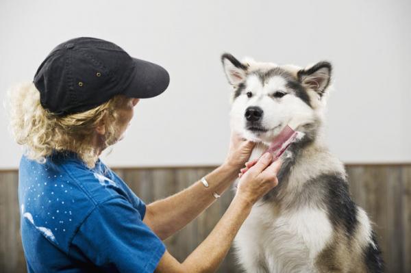 Siperian husky hiustenlähtö - Husky turkinhoito kotona