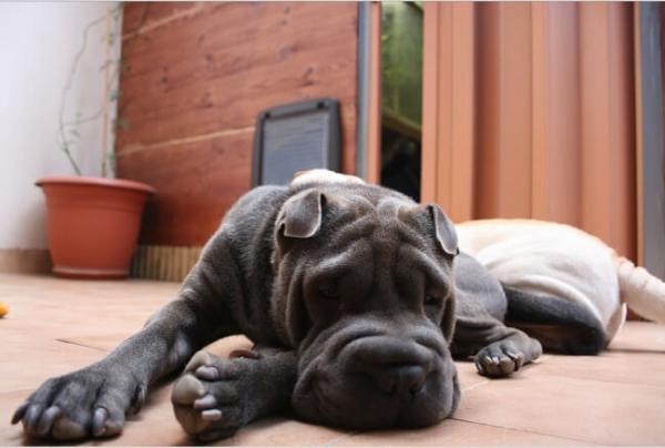 Shar Pei Fever - Shar Pei Fever -hoito