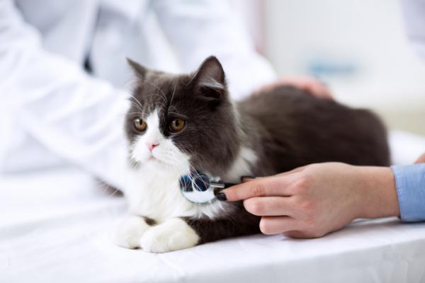 Kissojen tartuttamat sairaudet ja niiden oireet - ehkäisy