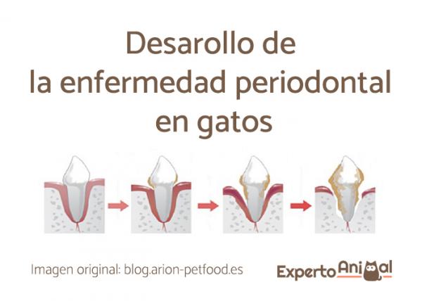 Parodontaalinen sairaus kissoilla - Hoito ja ehkäisy - Mikä on periodontaalinen sairaus?