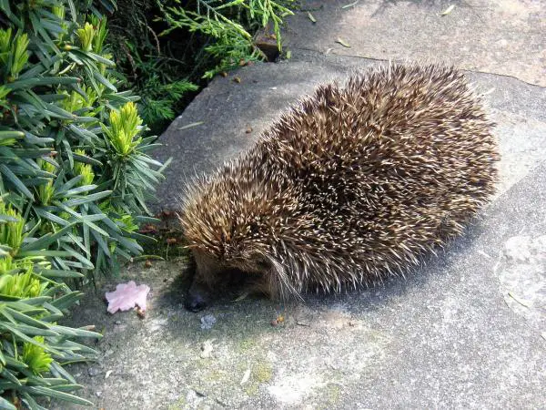 Wobbly Hedgehog -oireyhtymä - Oireet ja hoito - Wobbly Hedgehog -oireyhtymä