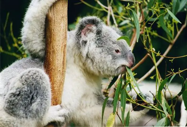 Mitä koalat syövät?  - Juovatko koalat vettä?