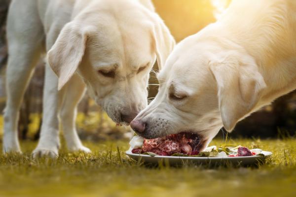 Onko koira kaikkiruokainen vai lihansyöjä?  - Mitä koirat syövät?