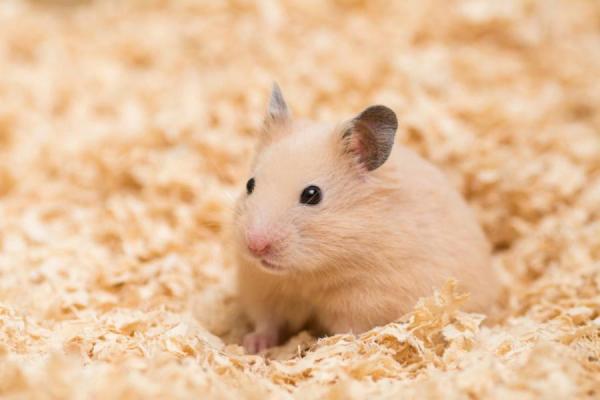 10 stressi -oireita hamsterissa - kuinka rauhoittaa hermostunut tai stressaantunut hamsteri?