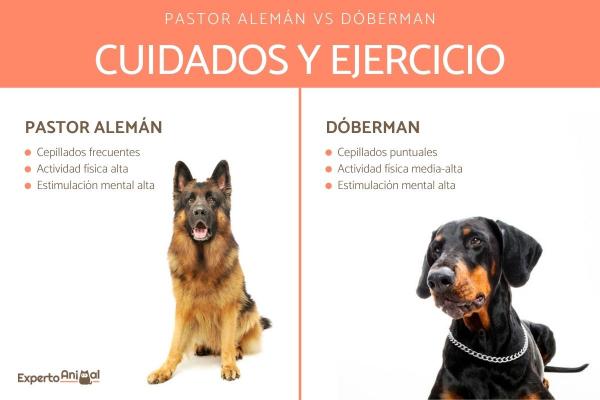 Dobermanin ja saksanpaimenkoiran väliset erot - Dobermanin ja saksanpaimenkoiran hoito