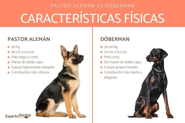 Ero Dobermanin ja saksanpaimenkoiran välillä - Dobermanin ja saksanpaimenkoiran fyysiset ominaisuudet