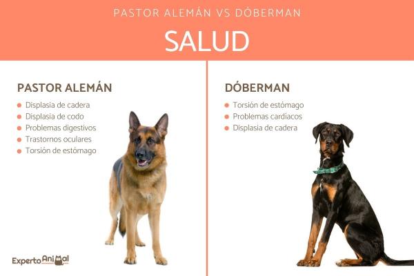 Dobermannien ja saksanpaimenkoirien väliset erot - Saksanpaimenkoira ja Doberman Health