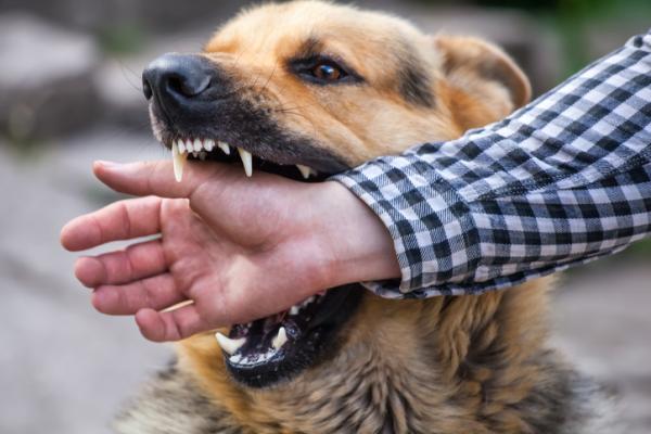 9 sairautta, joita koirat välittävät ihmisille - raivotauti, virustauti, joka siirtyy koirilta ihmisille