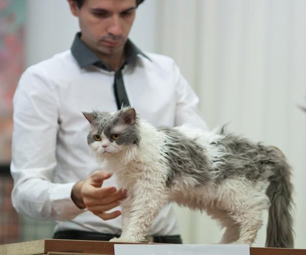 12 Giant Cat -rotua, jotka sinun pitäisi tietää - 2. Selkirk Rex ja sen aaltoileva turkki