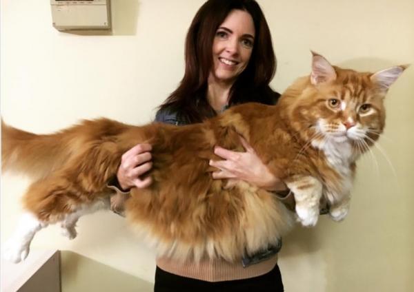 12 Giant Cat -rotua, jotka sinun pitäisi tietää - 1. Maine Coon 