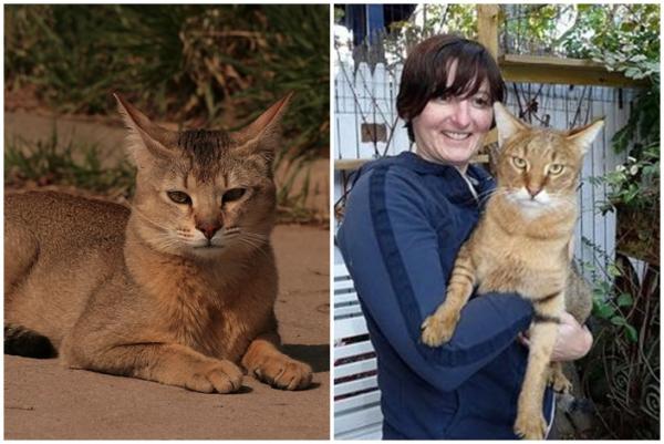 12 Giant Cat -rotua, jotka sinun pitäisi tietää - 10. Chausie, Miniatyyri Cougar