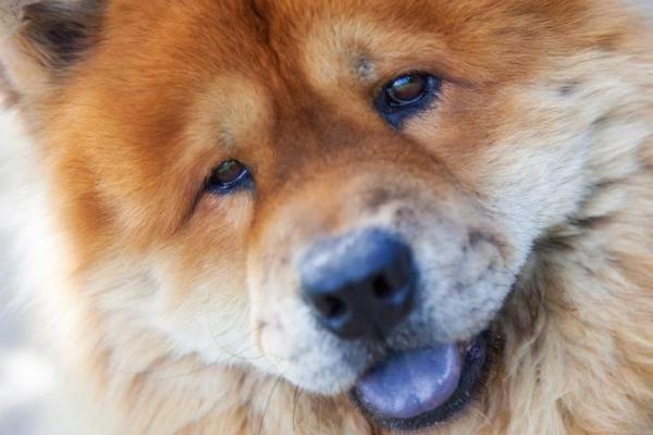 20 koiran rotua, jotka pitävät asunnossa - 19. Chow chow