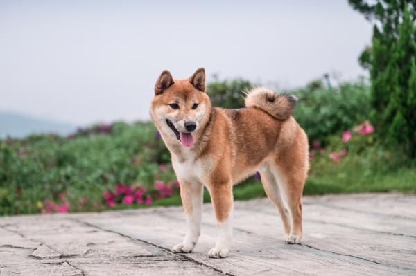 20 koiran rotua asunnossa - 16. Shiba inu