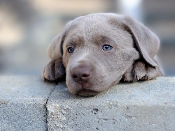 Labradorinnoutajan värit - harmaa Labrador