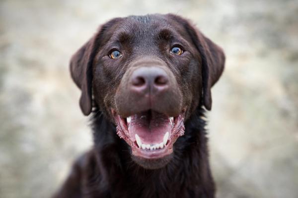 Labradorinnoutajan värit - Suklaa Labrador