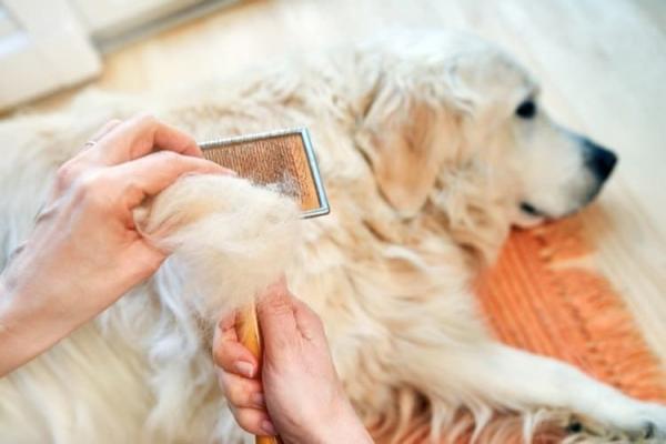 Hiustenlähtö koirilla - syyt ja hoito - miksi koirat hiustenlähtö?