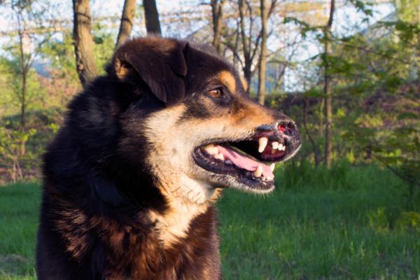 Allopurinoli koirille - Annostus ja sivuvaikutukset - Allopurinoli koirille, joilla on Leishmania