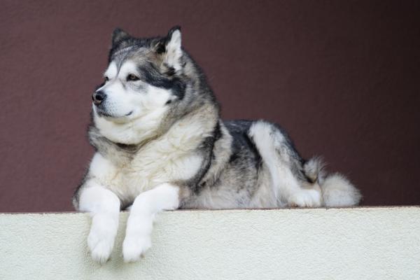 10 koirarodua, jotka näyttävät susilta - Alaskan malamuutti