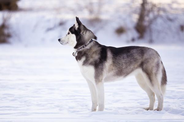 10 koirarodua, jotka näyttävät susilta - Siperianhusky