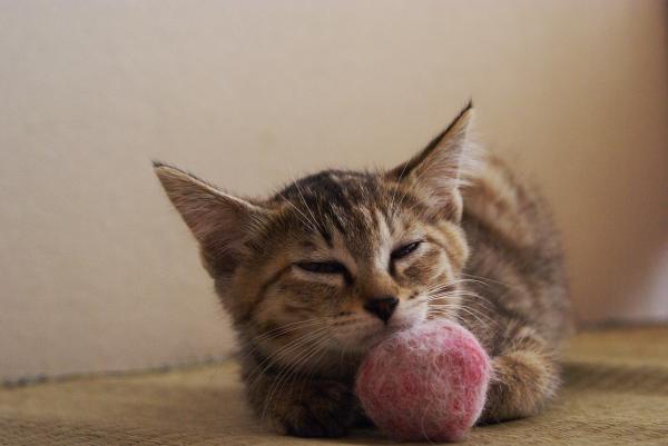 Japanilaiset kissanimet - japanilaiset kissanimet ja niiden merkitys